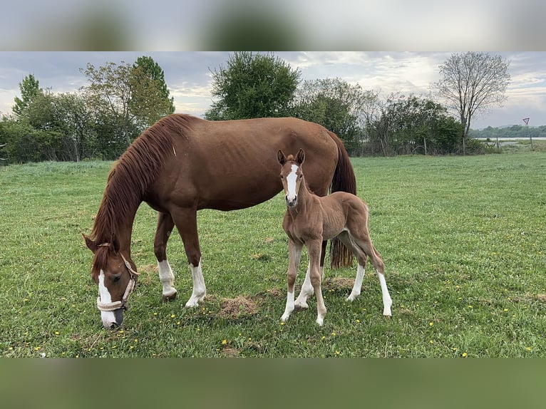 Rijnlander Merrie  172 cm Donkere-vos in B&#xFC;ttelborn