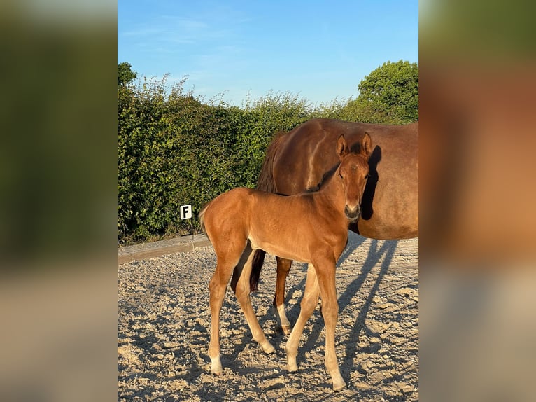 Rijnlander Merrie  Bruin in &#xDC;bach-Palenberg