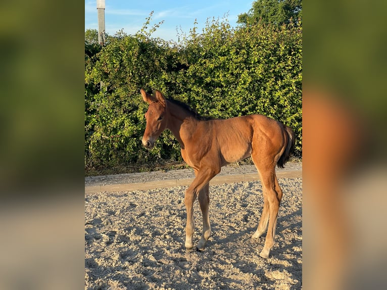 Rijnlander Merrie  Bruin in &#xDC;bach-Palenberg