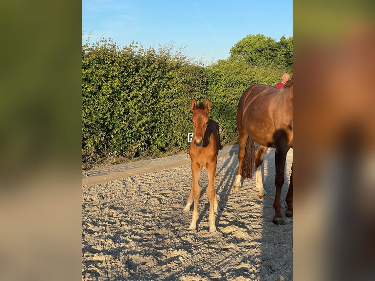 Rijnlander Merrie  Bruin in &#xDC;bach-Palenberg