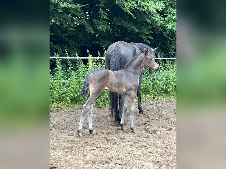 Rijnlander Merrie veulen (05/2024) Donkerbruin in Hamminkeln