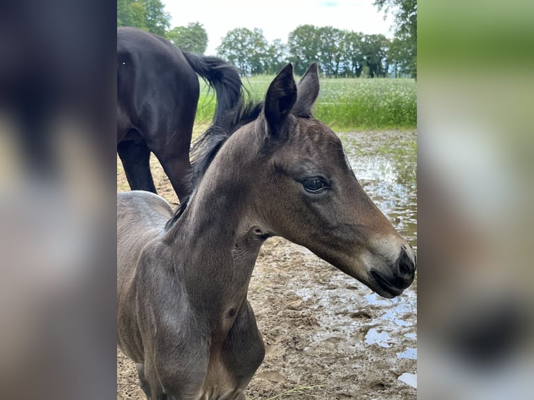 Rijnlander Merrie veulen (05/2024) Donkerbruin in Hamminkeln