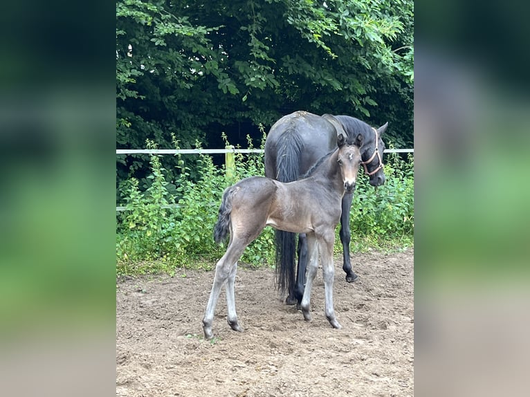 Rijnlander Merrie veulen (05/2024) Donkerbruin in Hamminkeln