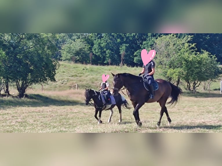 Rijnlander Ruin 10 Jaar 171 cm Bruin in Jörl