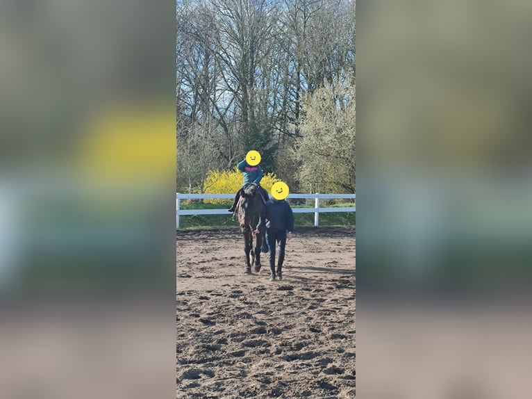 Rijnlander Ruin 10 Jaar 171 cm Bruin in Jörl