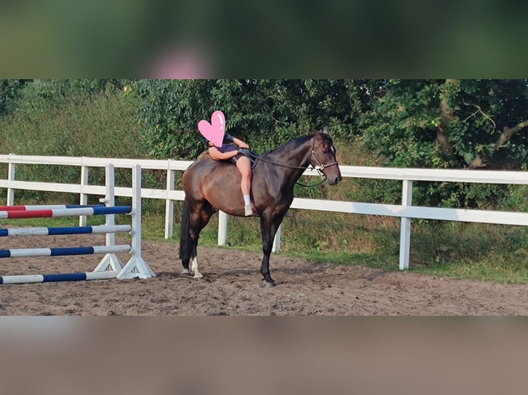 Rijnlander Ruin 10 Jaar 171 cm Bruin in Jörl