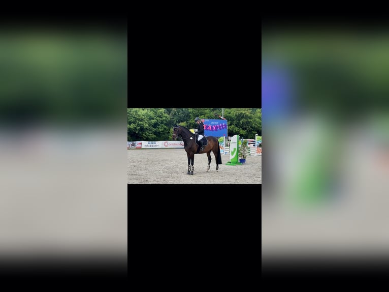 Rijnlander Ruin 10 Jaar 171 cm Bruin in Jörl