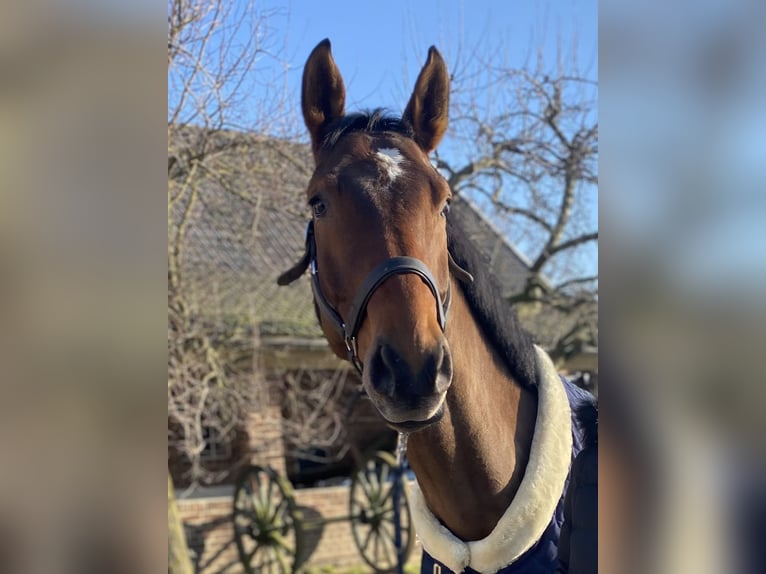 Rijnlander Ruin 10 Jaar 172 cm Bruin in Bocholt