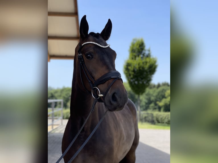 Rijnlander Ruin 10 Jaar 174 cm Donkerbruin in Aarbergen