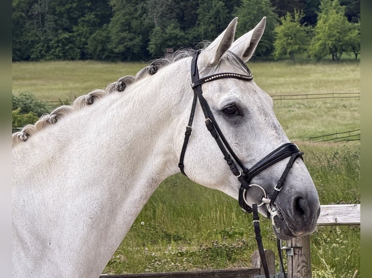 Rijnlander Ruin 10 Jaar 174 cm Schimmel in Bad Dürrheim