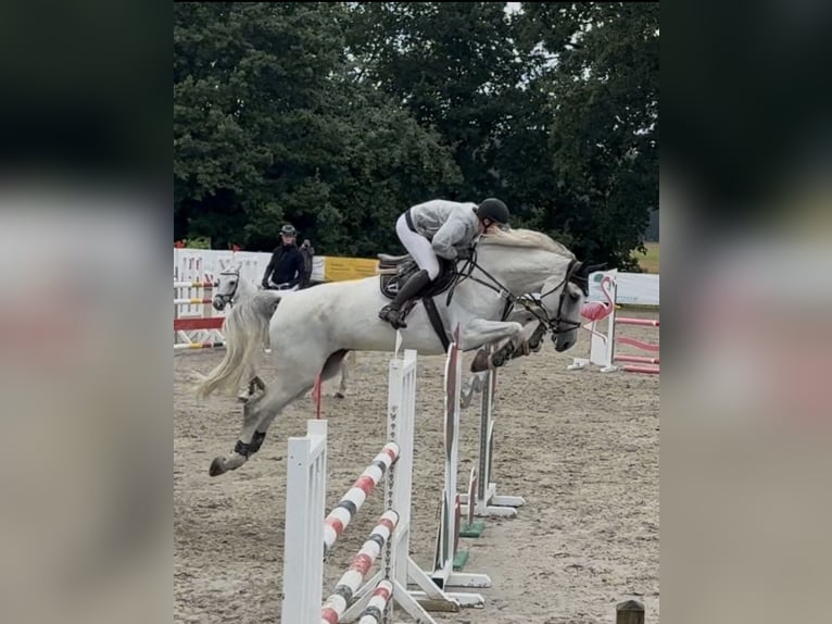 Rijnlander Ruin 10 Jaar 184 cm Schimmel in Wentorf bei Hamburg