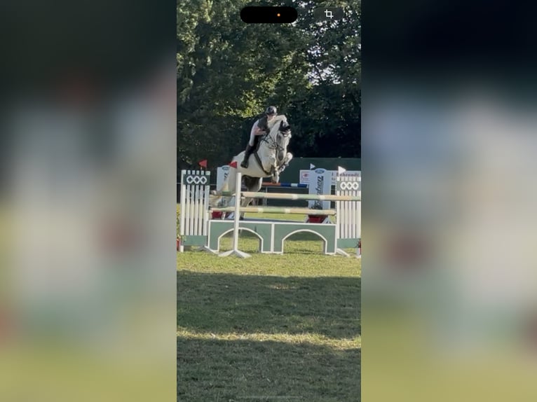 Rijnlander Ruin 10 Jaar 184 cm Schimmel in Wentorf bei Hamburg