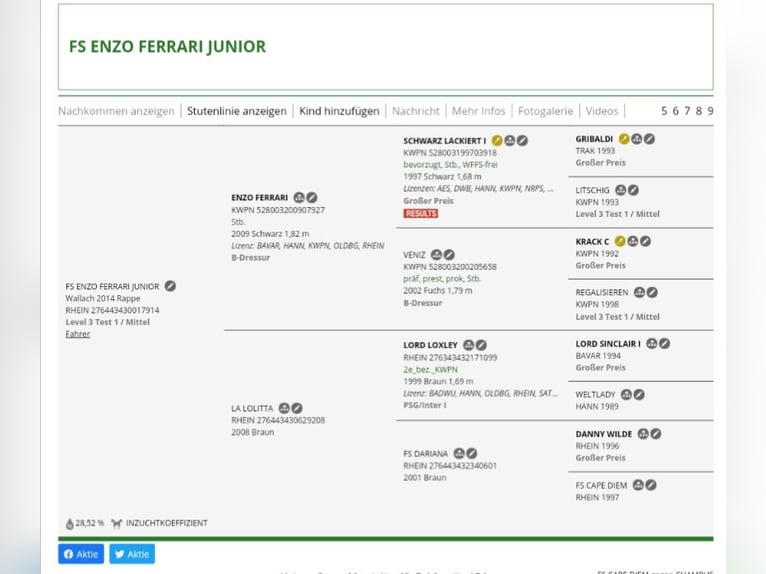 Rijnlander Ruin 11 Jaar 168 cm Zwart in Schortens