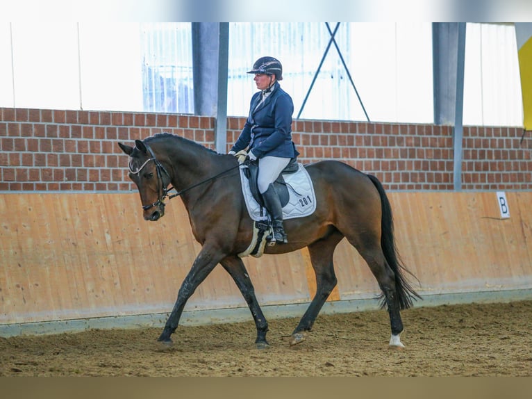 Rijnlander Ruin 11 Jaar 170 cm Bruin in Pulheim