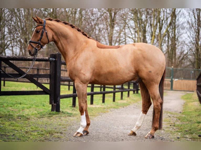 Rijnlander Ruin 11 Jaar 172 cm Vos in Würselen