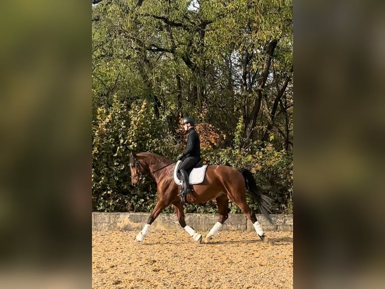 Rijnlander Ruin 11 Jaar 174 cm Bruin in Regensburg