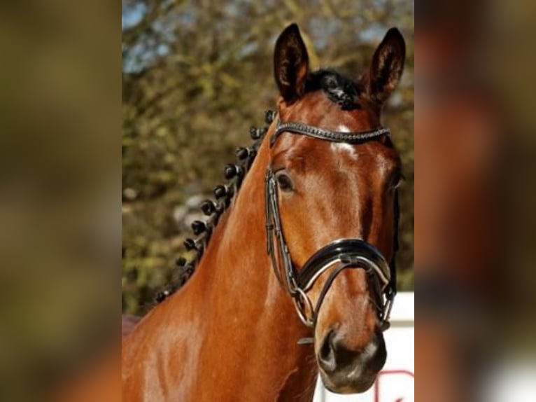 Rijnlander Ruin 11 Jaar 174 cm Bruin in Regensburg