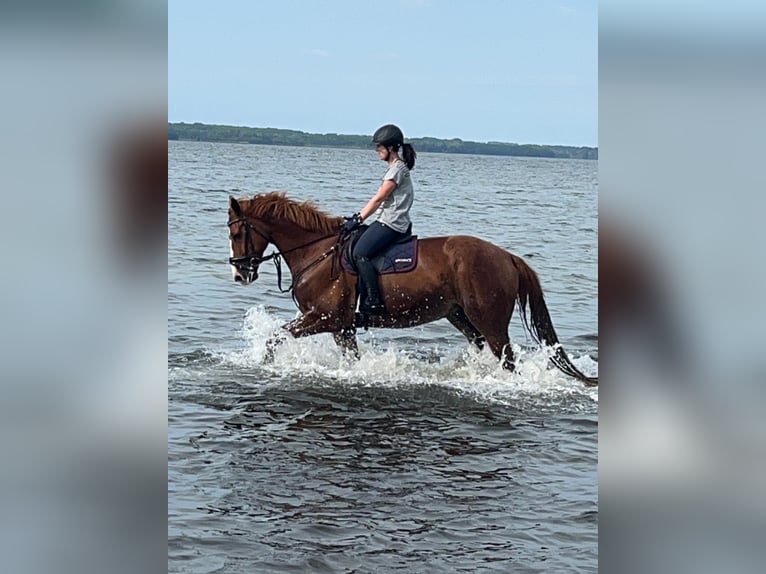 Rijnlander Ruin 11 Jaar 179 cm Vos in Satow