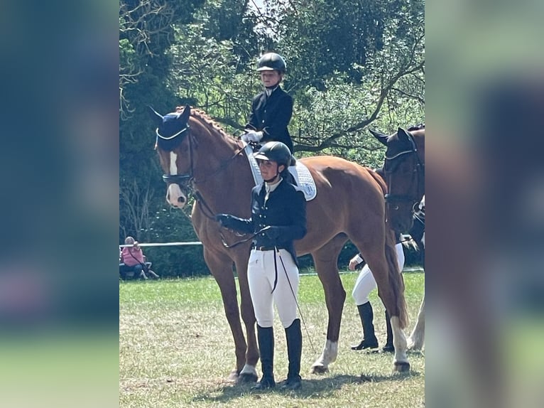 Rijnlander Ruin 11 Jaar 179 cm Vos in Satow