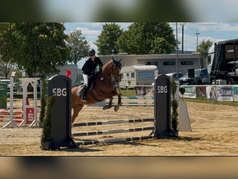 Rijnlander Ruin 12 Jaar 167 cm Donkere-vos in Schmallenberg Rijnlander Ruin 12 Jaar 167 cm Donkere-vos in Schmallenberg