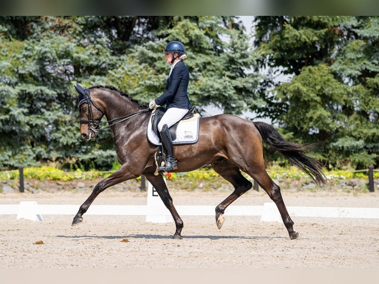 Rijnlander Ruin 12 Jaar 172 cm Donkerbruin in Viersen
