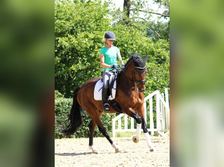 Rijnlander Ruin 12 Jaar 174 cm Donkerbruin in Wachtberg