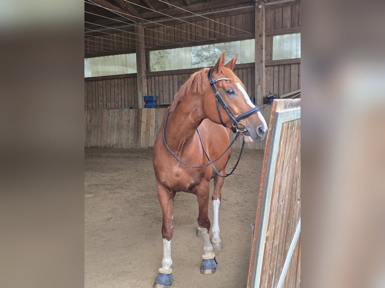 Rijnlander Ruin 12 Jaar 175 cm Vos in Arnstorf