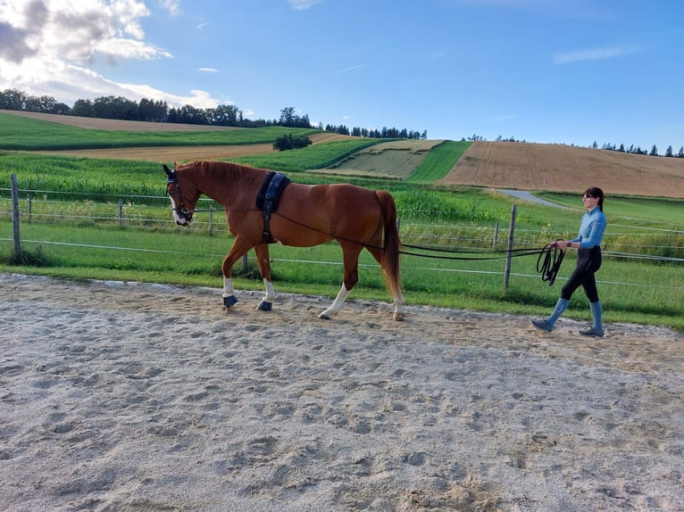 Rijnlander Ruin 12 Jaar 175 cm Vos in Arnstorf