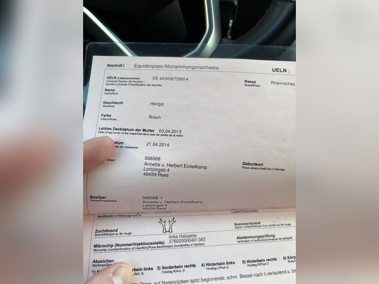 Rijnlander Ruin 12 Jaar 182 cm Bruin in Kaarst