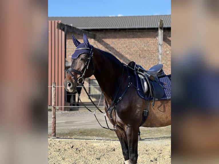 Rijnlander Ruin 12 Jaar Bruin in Titz