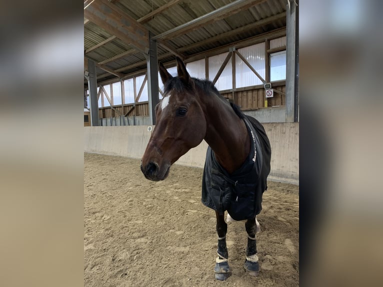 Rijnlander Ruin 13 Jaar 160 cm Bruin in Giebelstadt