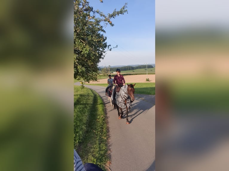 Rijnlander Ruin 13 Jaar 170 cm Bruin in Fronreute