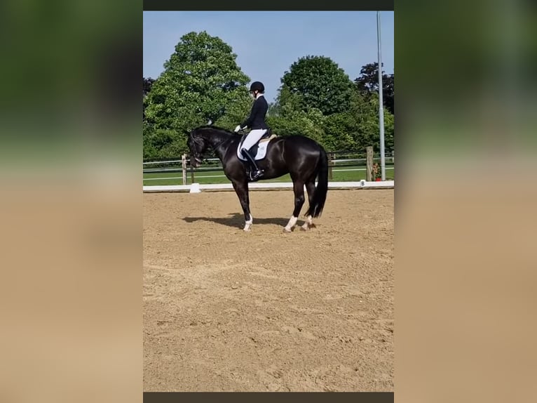 Rijnlander Ruin 13 Jaar 176 cm Zwartbruin in Weeze