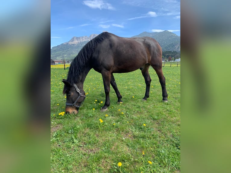 Rijnlander Ruin 13 Jaar 180 cm Donkerbruin in Reutte
