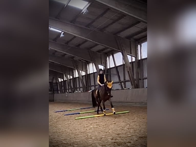 Rijnlander Ruin 13 Jaar 187 cm Bruin in Cuxhaven