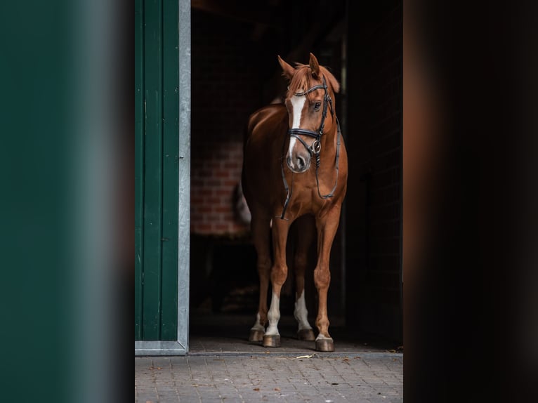Rijnlander Ruin 14 Jaar 165 cm Vos in Weener