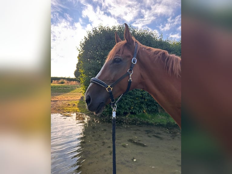Rijnlander Ruin 14 Jaar 168 cm Vos in Zülpich