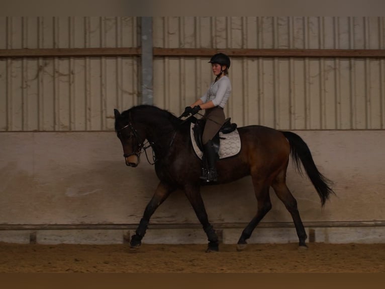 Rijnlander Ruin 14 Jaar 169 cm Bruin in RatingenRatingen
