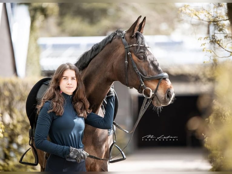 Rijnlander Ruin 14 Jaar 170 cm Donkerbruin in Leienkaul