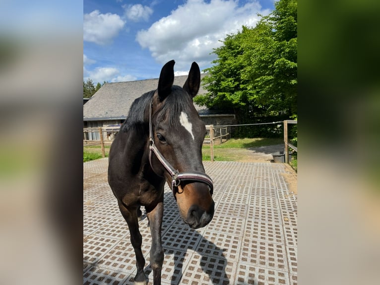 Rijnlander Ruin 14 Jaar 170 cm Donkerbruin in Leienkaul