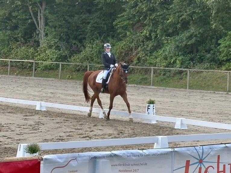 Rijnlander Ruin 14 Jaar 172 cm Vos in Neuwied