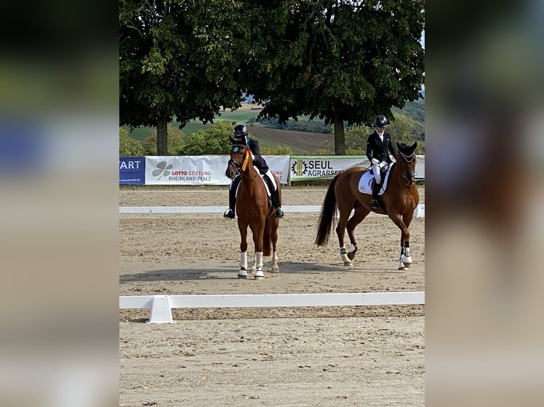 Rijnlander Ruin 14 Jaar 172 cm Vos in Neuwied
