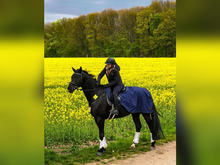 Rijnlander Ruin 14 Jaar 174 cm Zwartbruin in Hagen