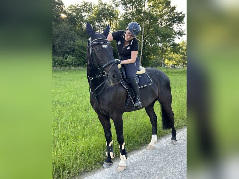 Rijnlander Ruin 15 Jaar 172 cm Zwart in Hünstetten