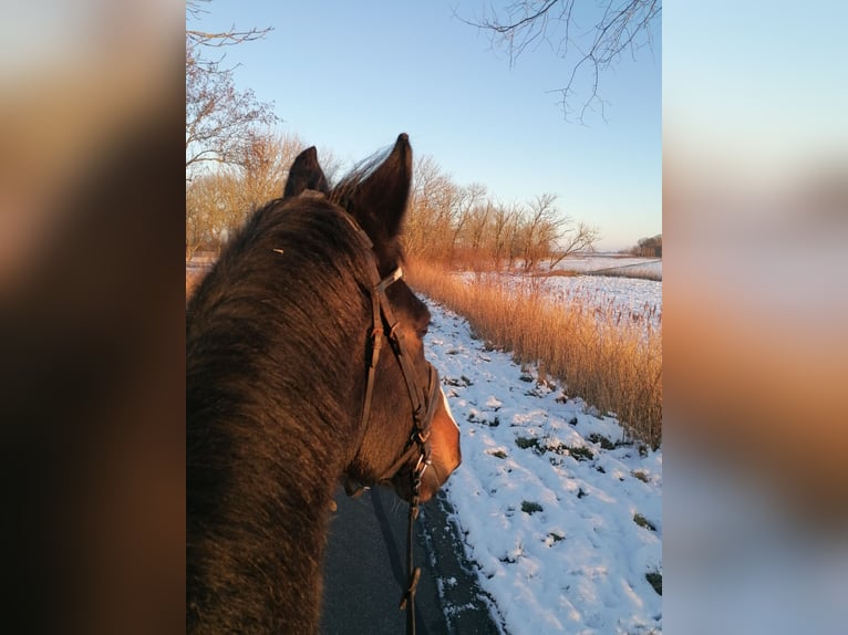 Rijnlander Ruin 15 Jaar 178 cm Zwartbruin in Neuharlingersiel