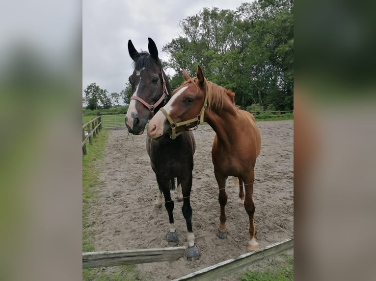 Rijnlander Ruin 15 Jaar 178 cm Zwartbruin in Neuharlingersiel