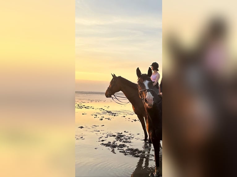 Rijnlander Ruin 15 Jaar 187 cm Bruin in Cuxhaven