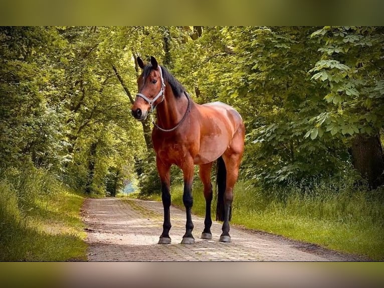 Rijnlander Ruin 15 Jaar 187 cm Bruin in Cuxhaven