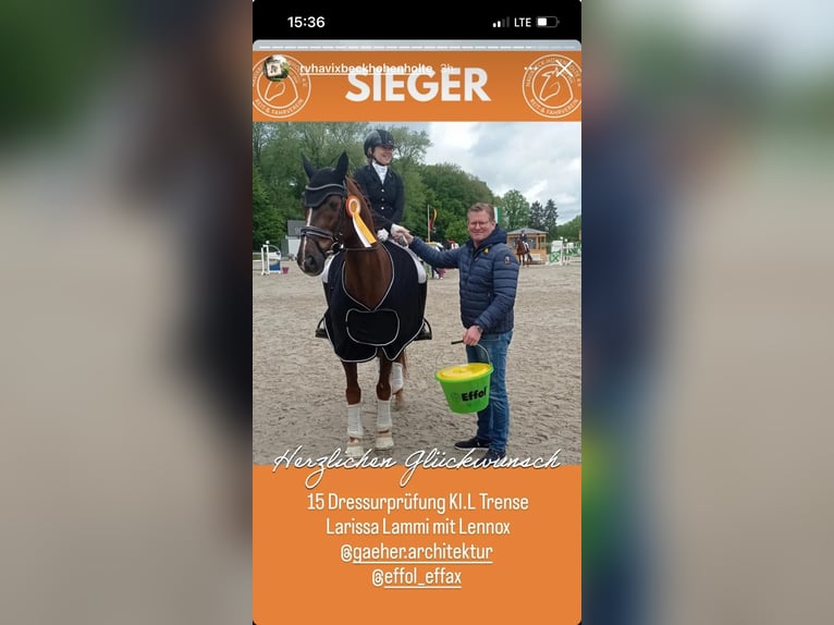 Rijnlander Ruin 16 Jaar 165 cm Donkere-vos in Münster