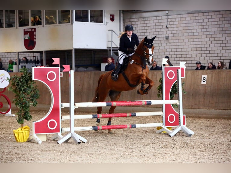 Rijnlander Ruin 16 Jaar 174 cm Vos in Leverkusen